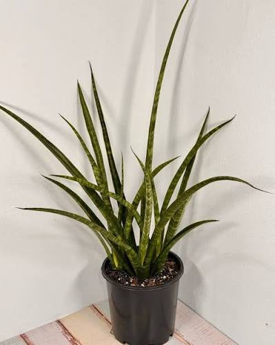 Sansevieria Parva