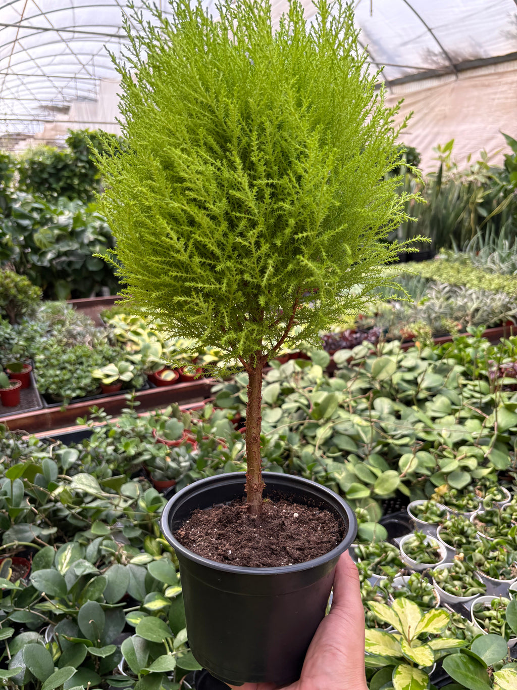 Cypress Lemon Topiary