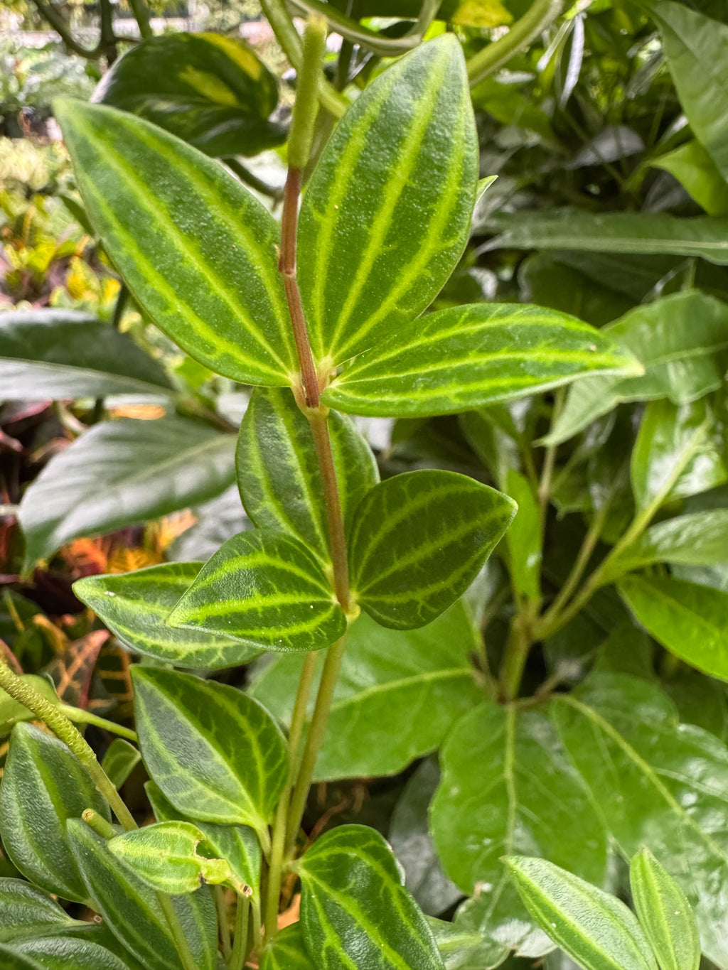 Peperomia 'Angulata'