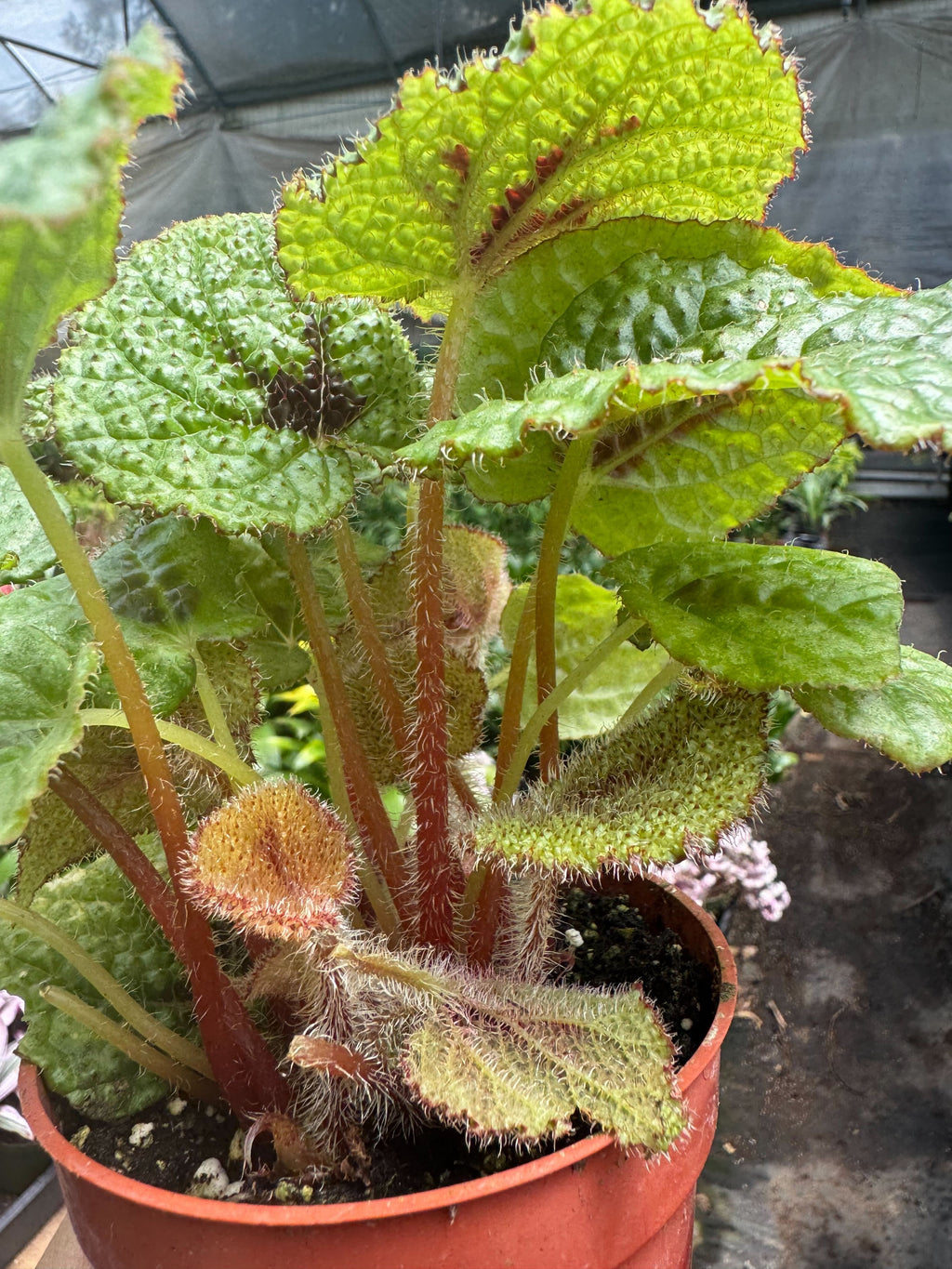 Begonia 'Iron Cross'