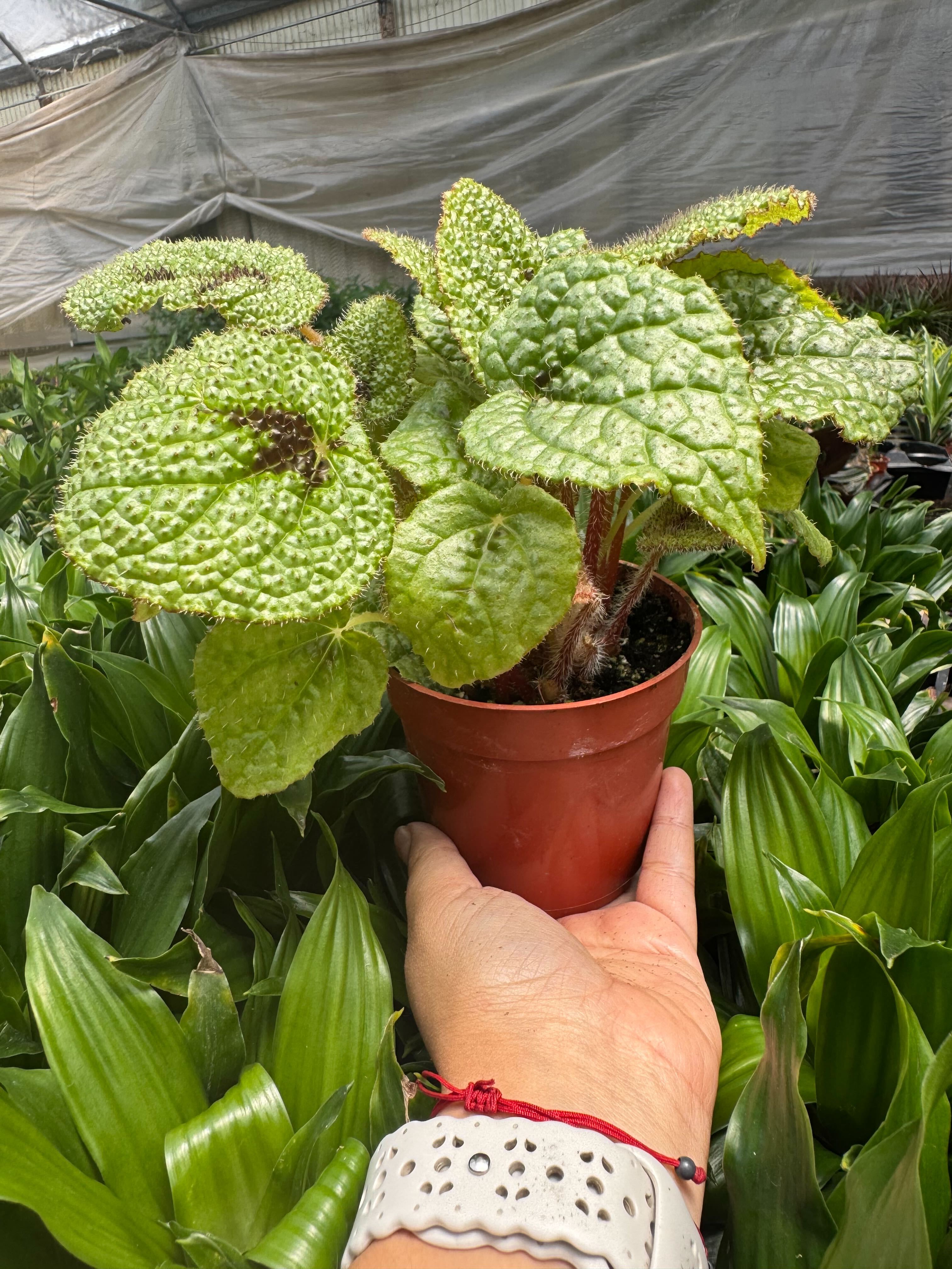 Begonia 'Iron Cross'