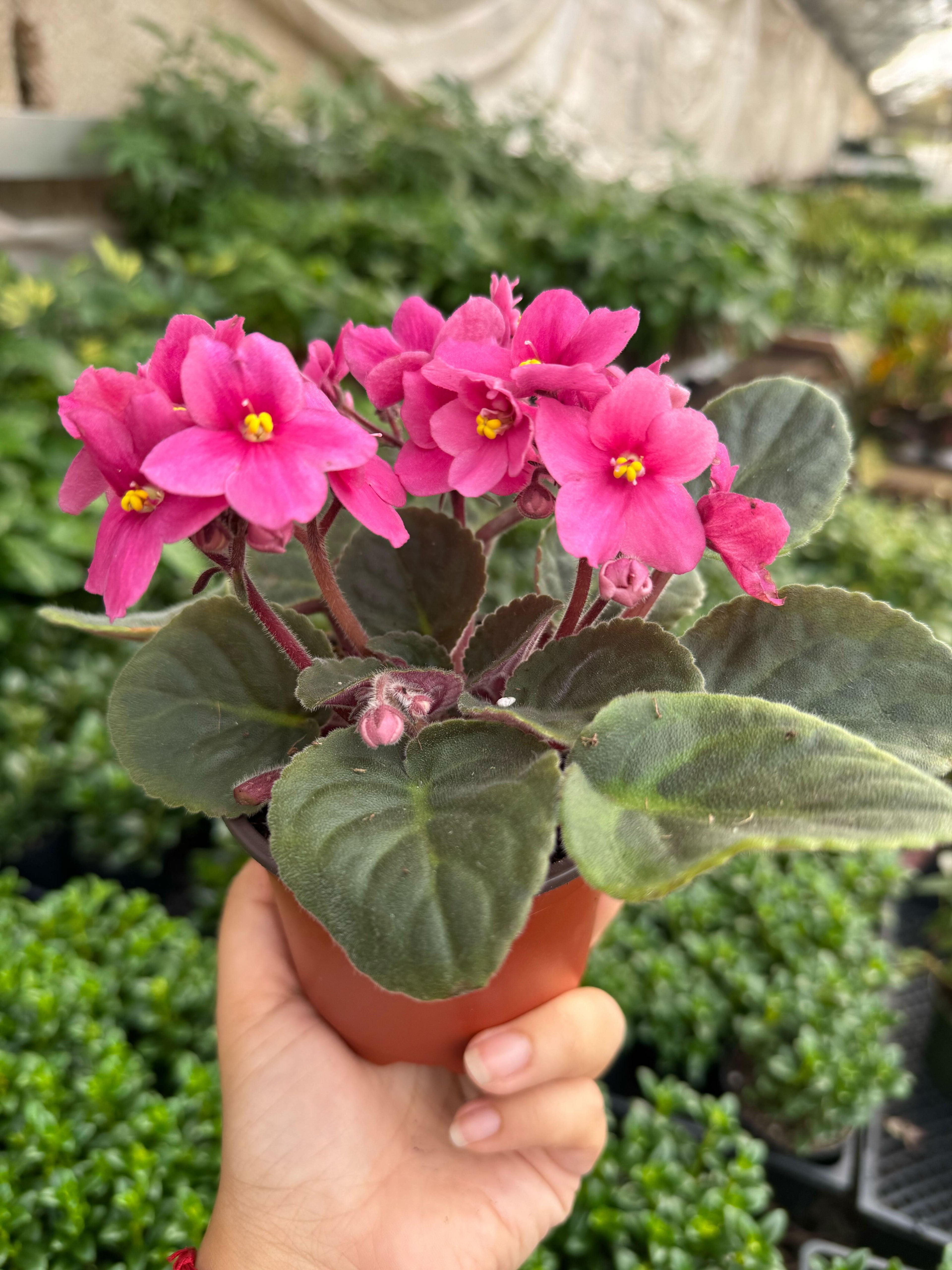 African Violet