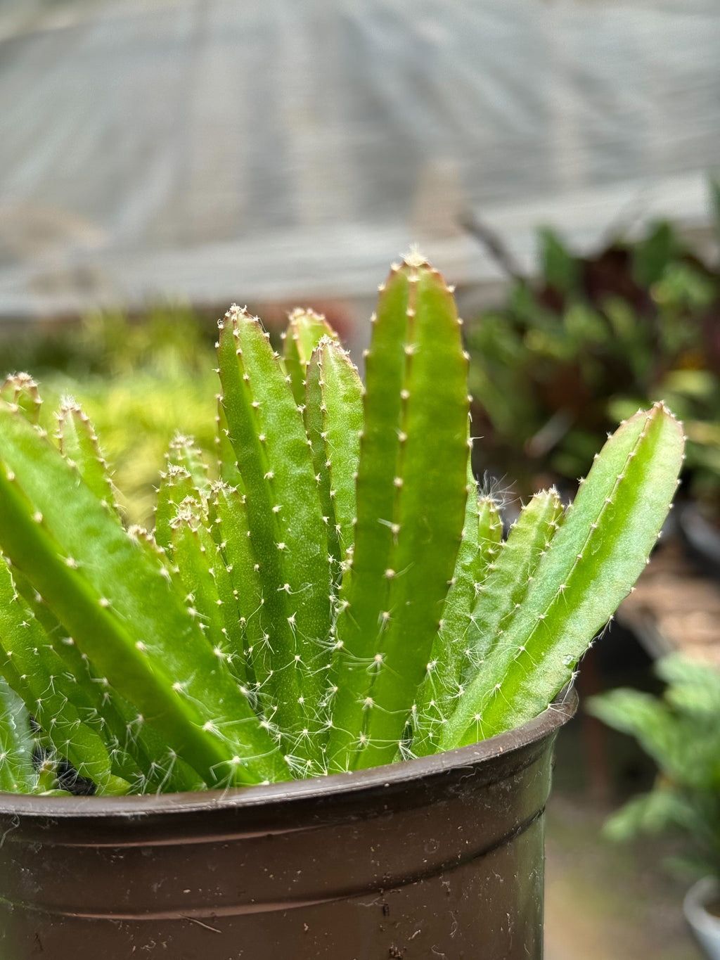 Dragon Fruit (Pitaya)