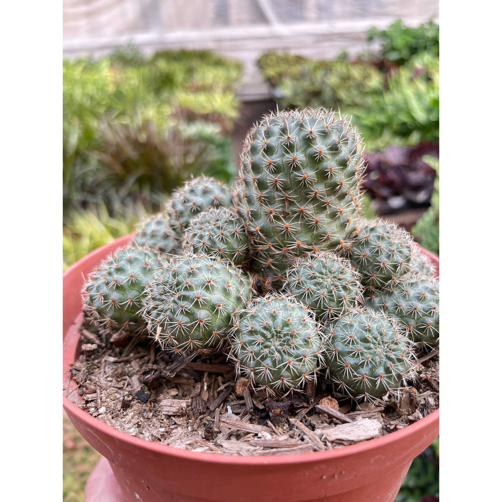 Rebutia Deminuta Sanguinea Cactus