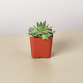 Succulent Variety Packs- 2.0" Pot