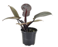 Philodendron Black Cardinal 4 inch Grower Pot