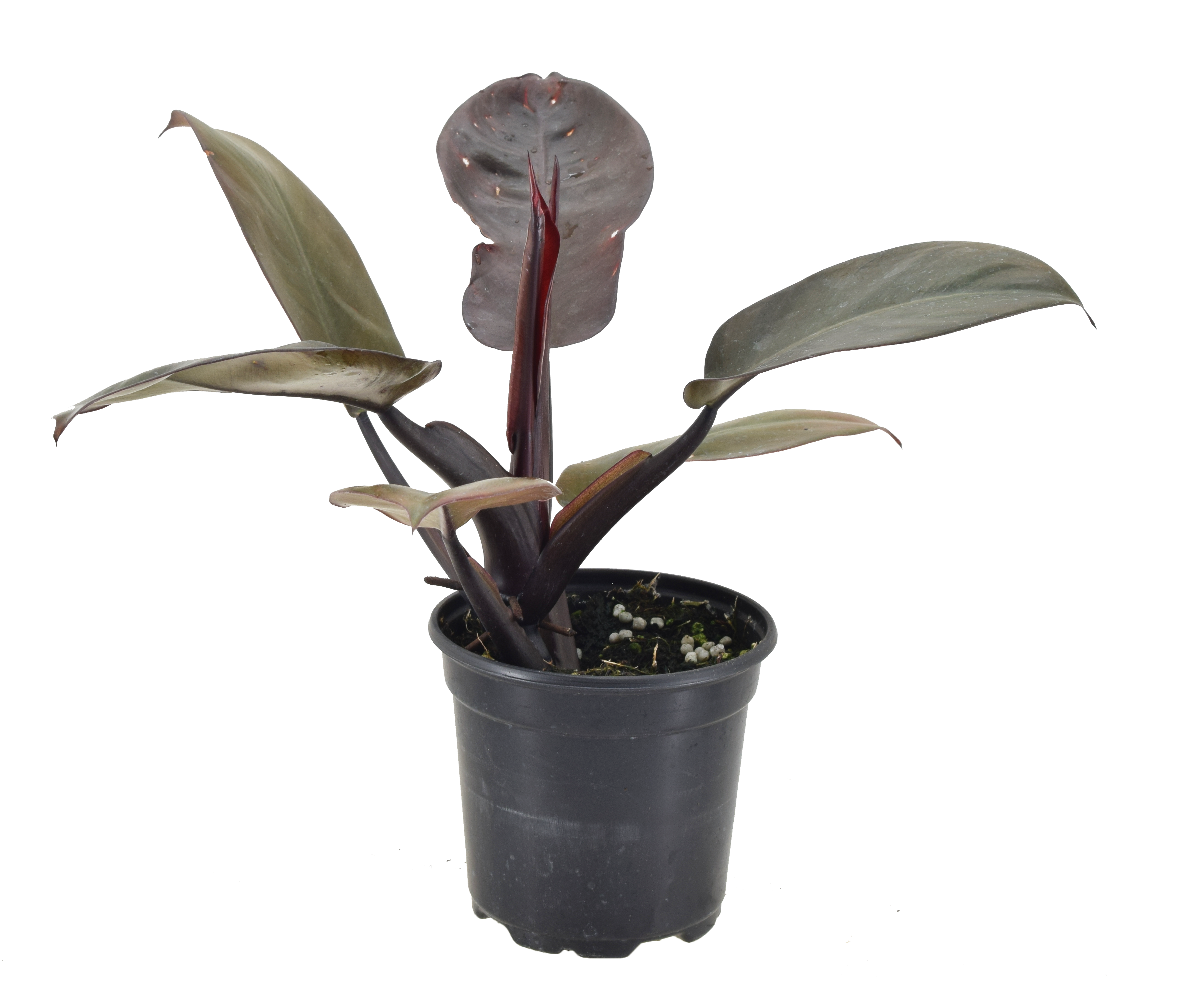 Philodendron Black Cardinal 4 inch Grower Pot