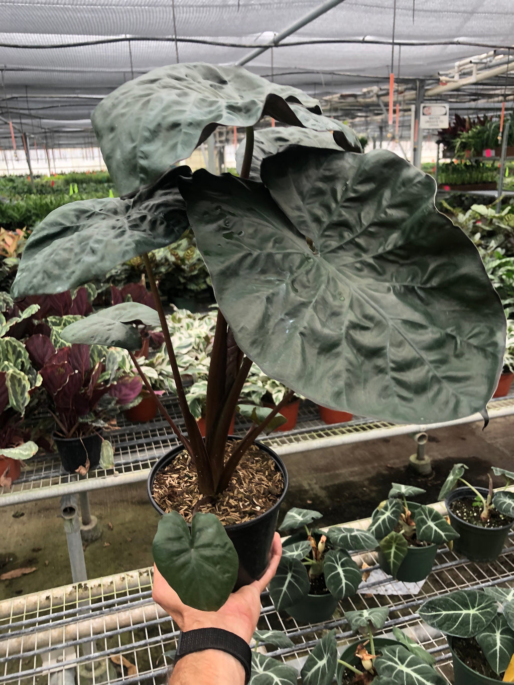 Alocasia 'Serendipity'