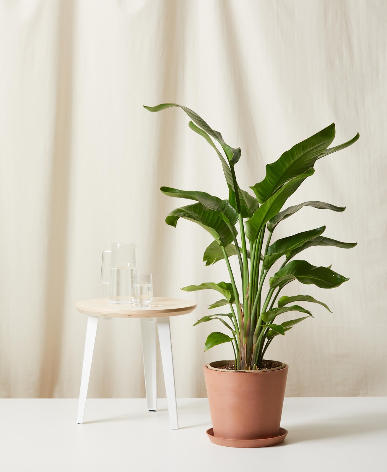 Bird of Paradise XXL