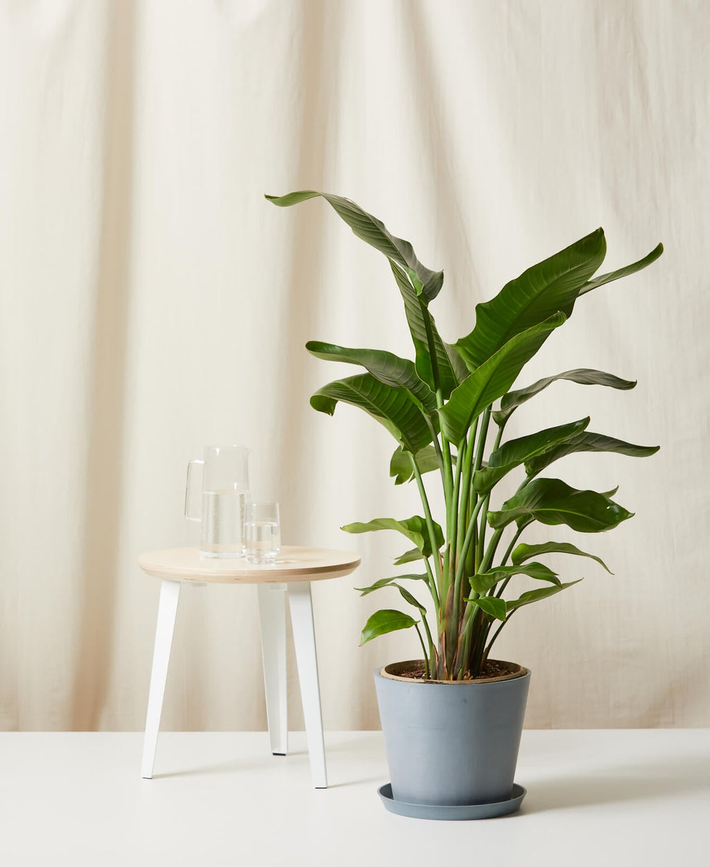 Bird of Paradise XXL