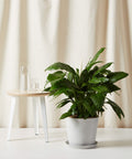 XL Peace Lily