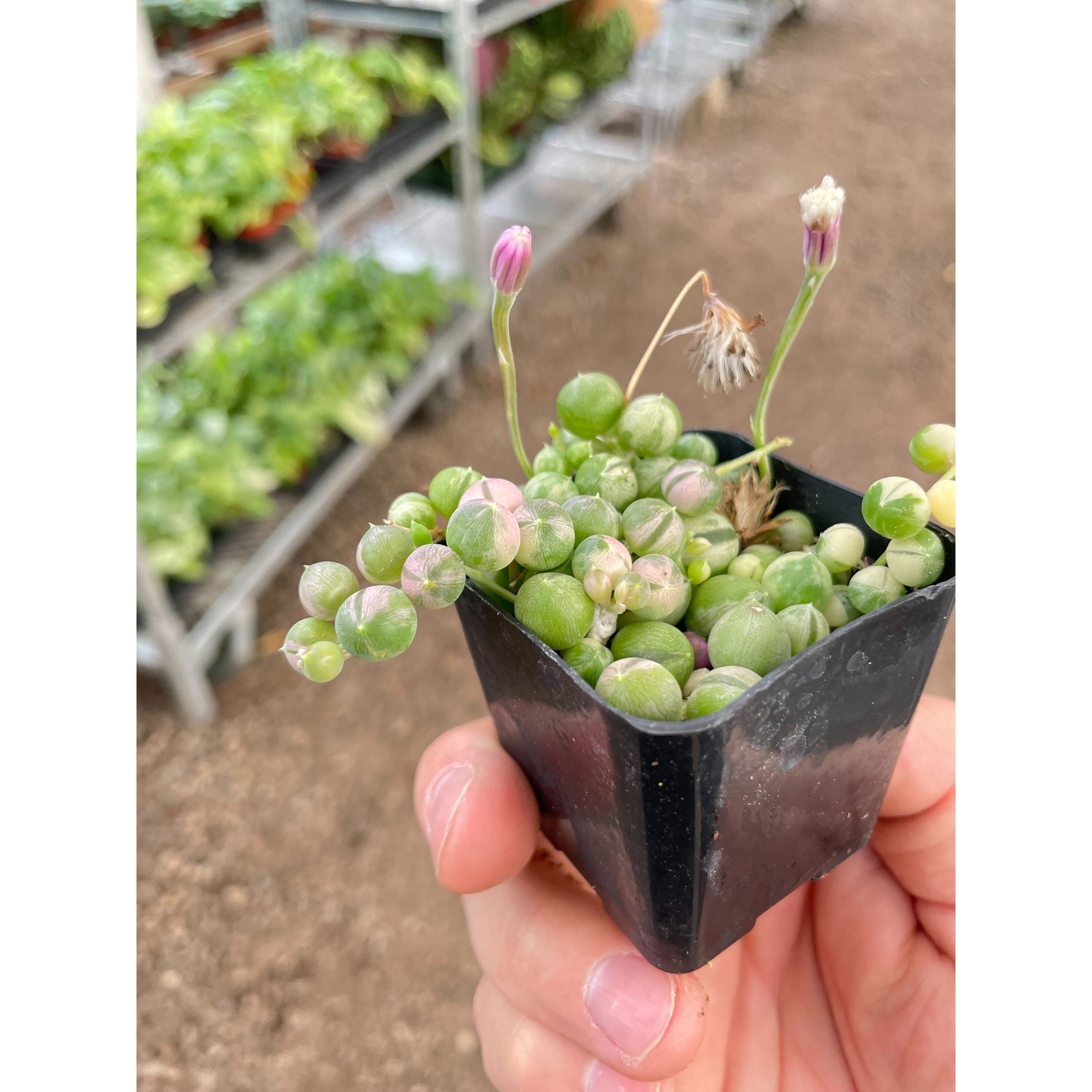 Succulent 'String of Pearls' Variegated