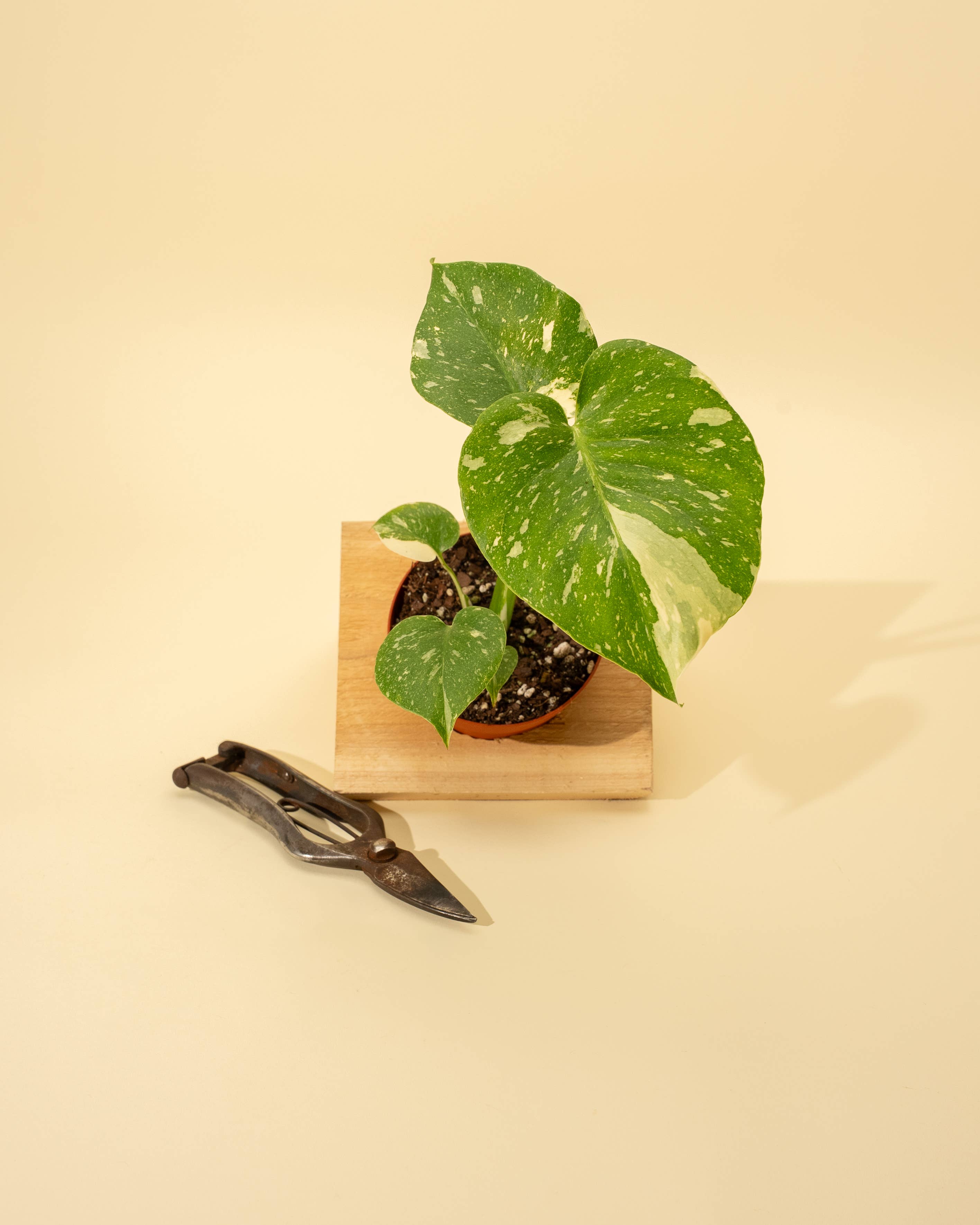 4" Monstera 'Thai Constellation'