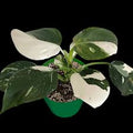Philodendron White Wizard