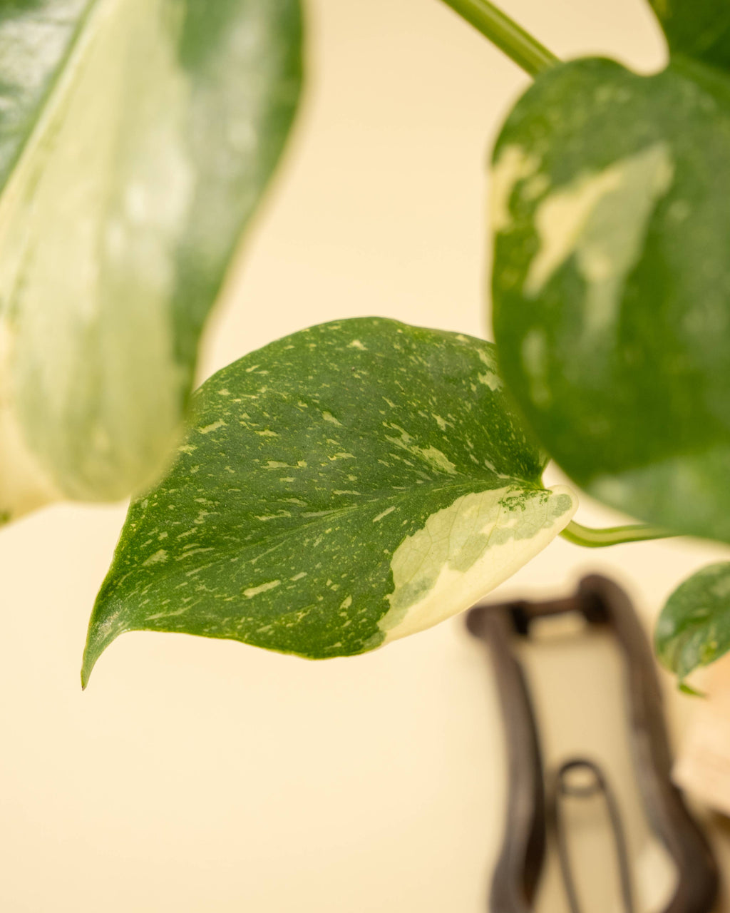 4" Monstera 'Thai Constellation'