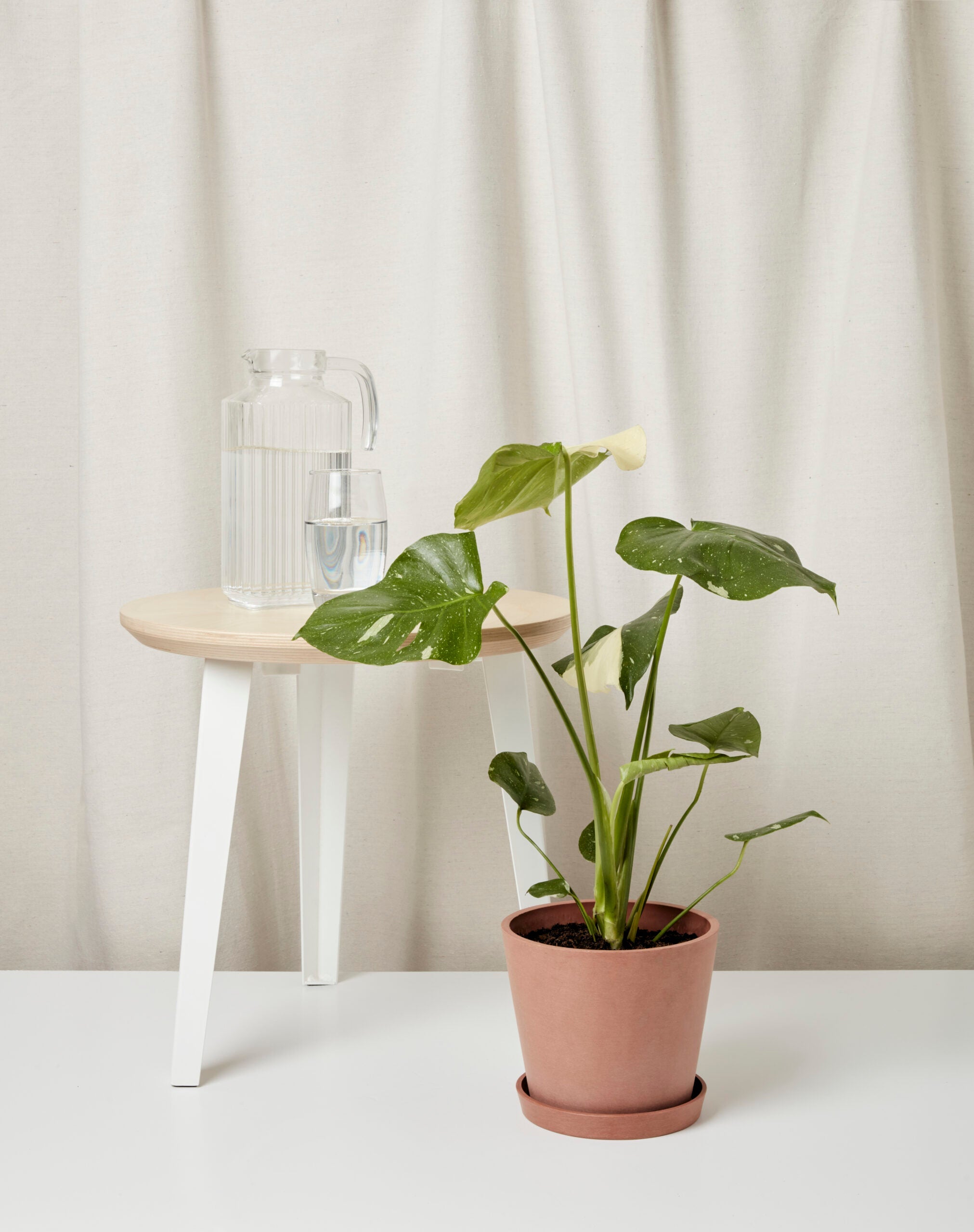 Monstera Thai Constellation