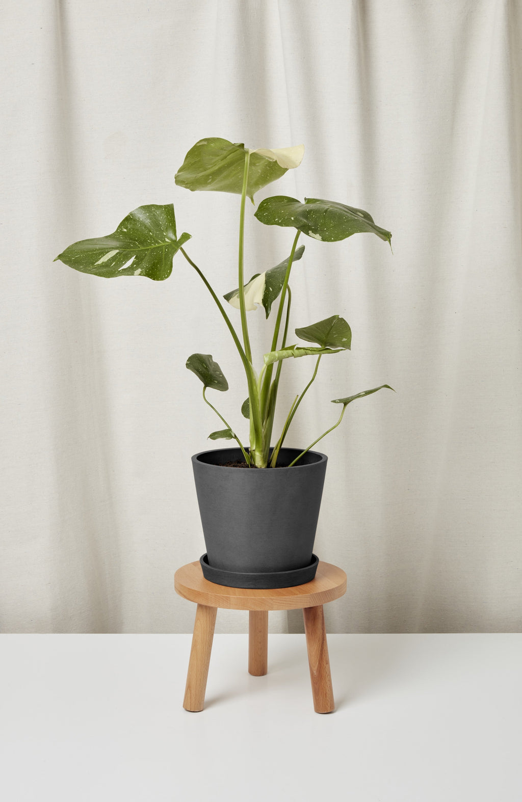 Monstera Thai Constellation