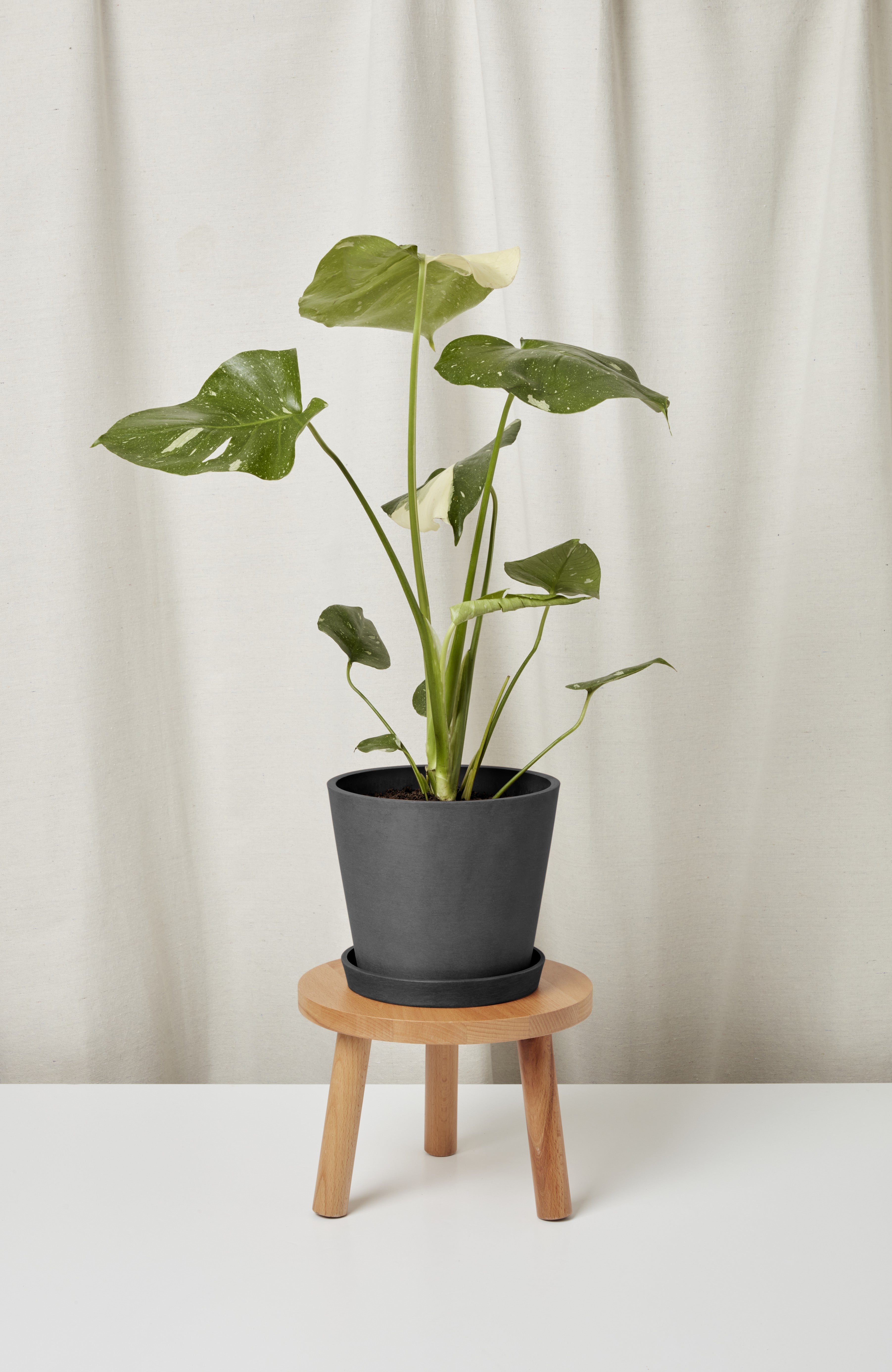 Monstera Thai Constellation