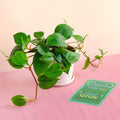 Pre-Potted Philodendron Cordatum Heartleaf - White Terra Cotta
