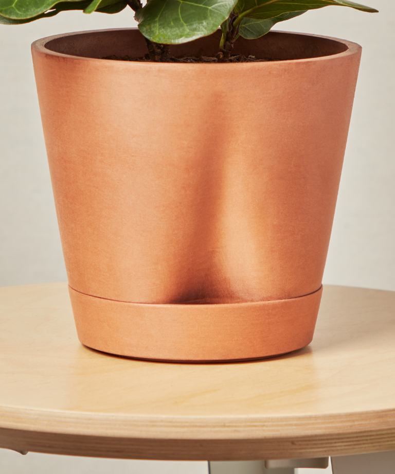 Monstera Thai Constellation