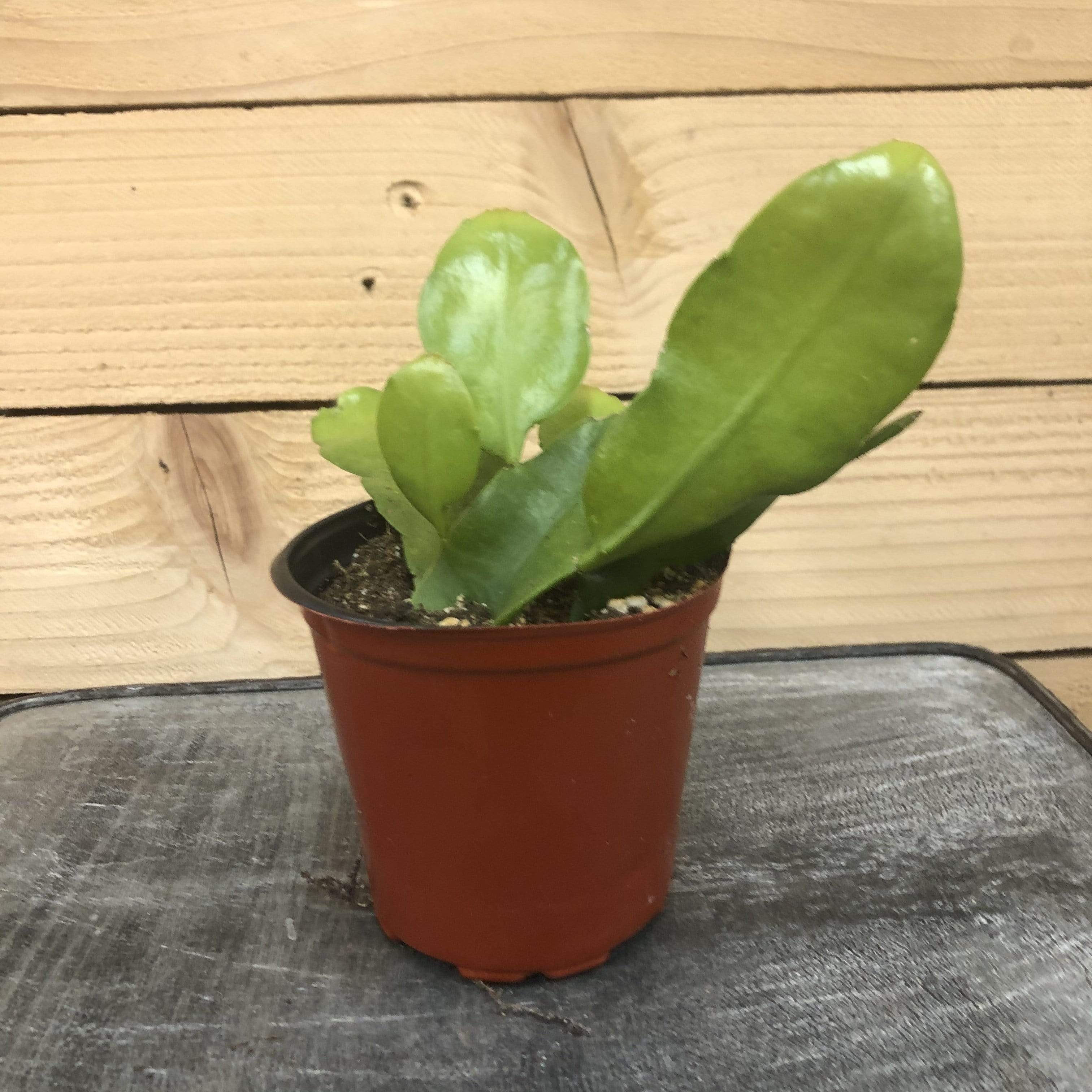 Epiphyllum Queen of the Night, 4" Plant