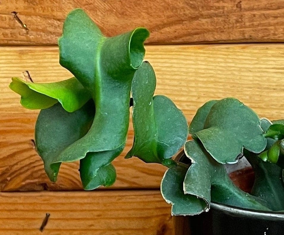 Epiphyllum Curly Locks, 4" Plant
