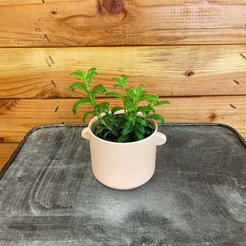 Aeschynanthus Lipstick Buxifolius Box Leaf, 2" Plant