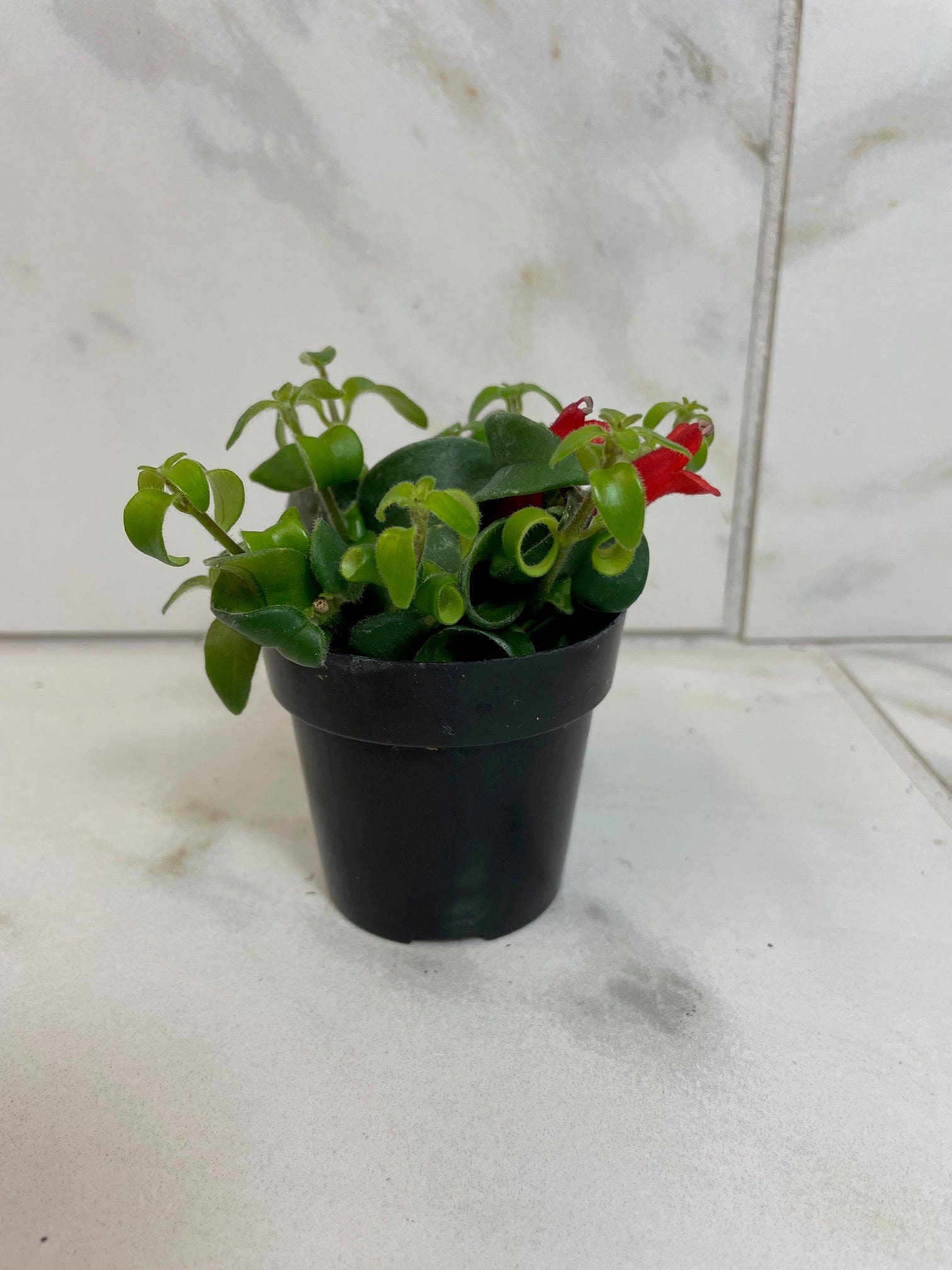 Aeschynanthus Lipstick Curly, 2" Plant