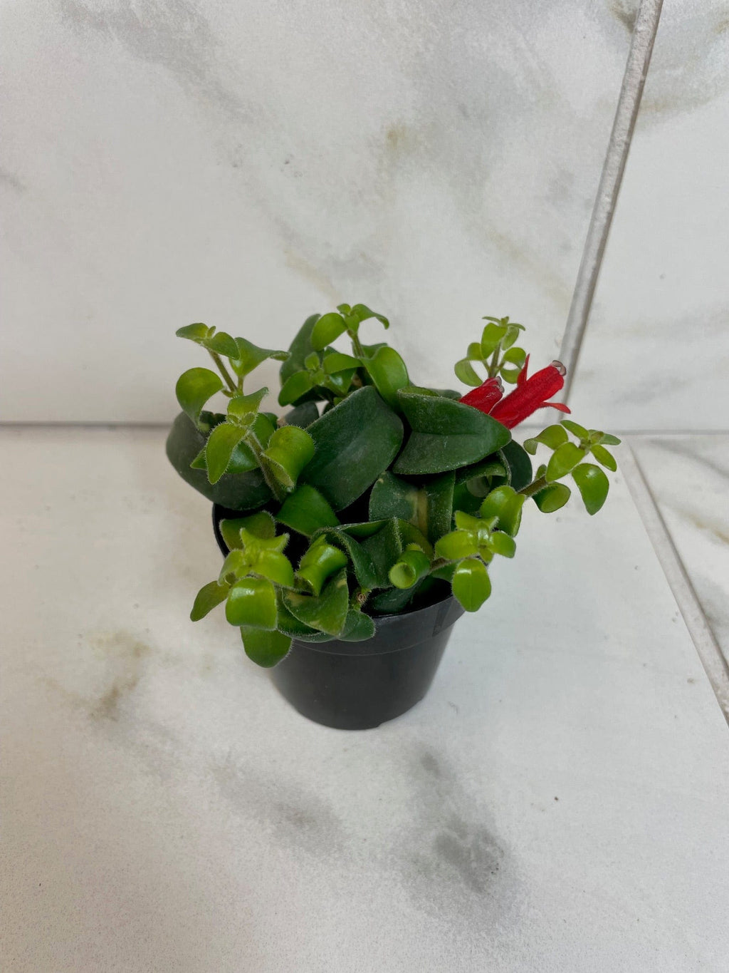 Aeschynanthus Lipstick Curly, 2" Plant