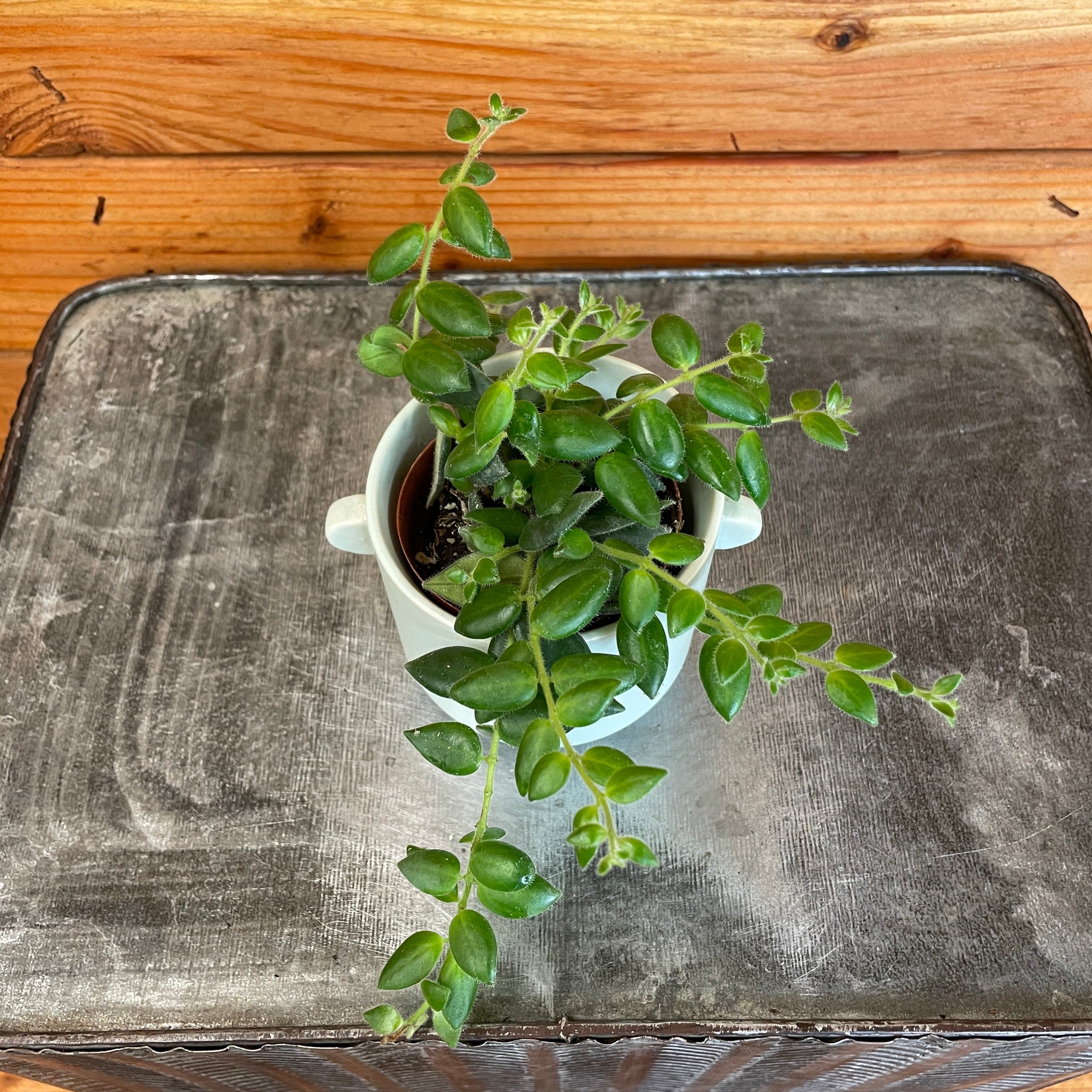 Aeschynanthus Lipstick Gracilis, 2" Plant