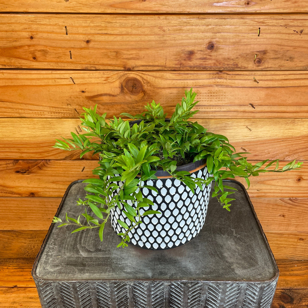 Aeschynanthus Lipstick Japhrolepis, Cuttings x5