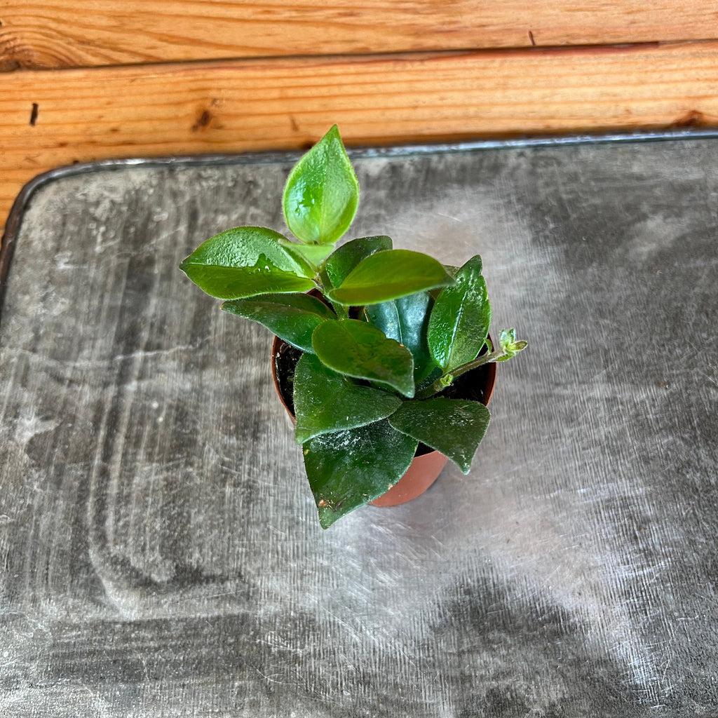 Aeschynanthus Lipstick Mona Lisa, 2" Plant