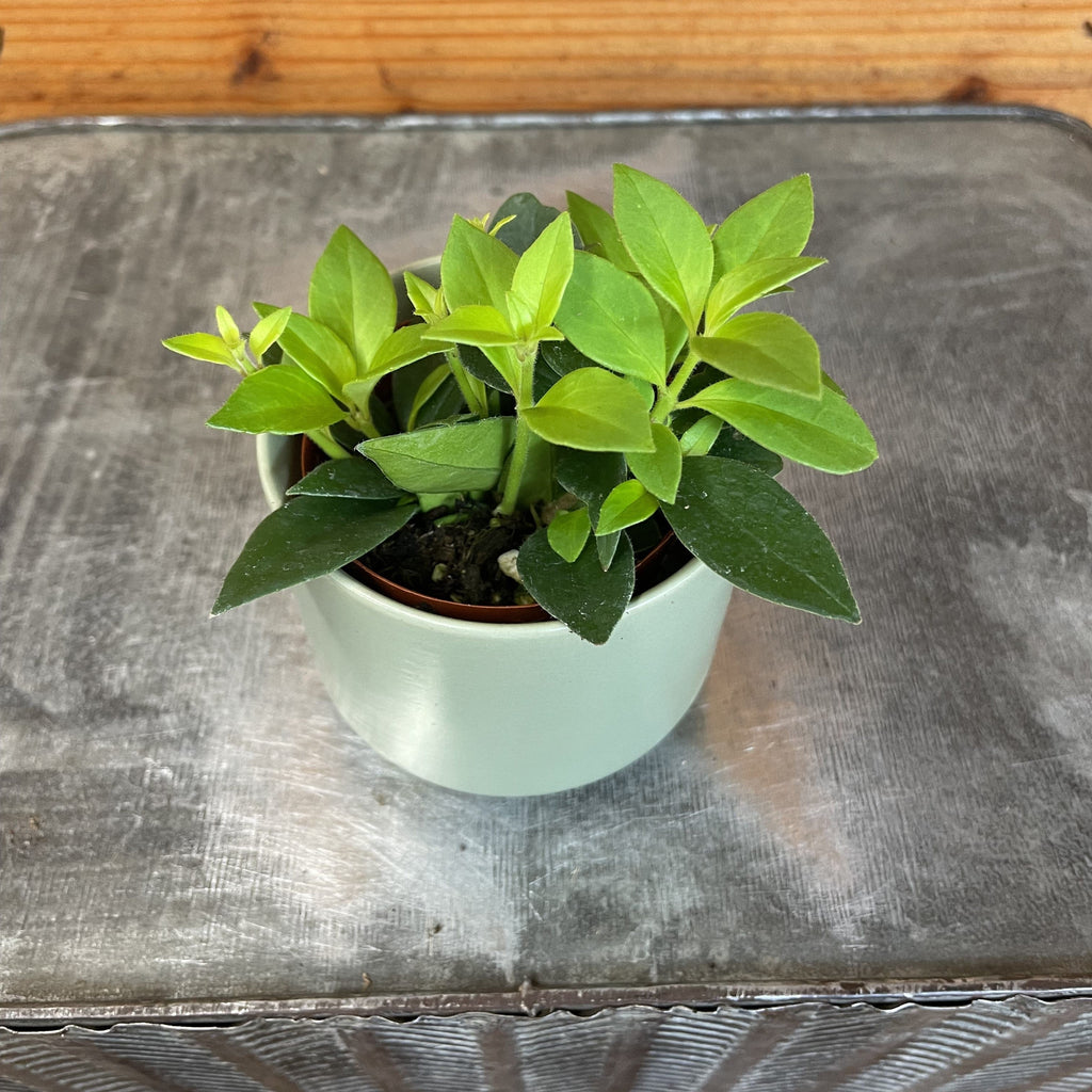 Aeschynanthus Lipstick Purple Star, 2" Plant