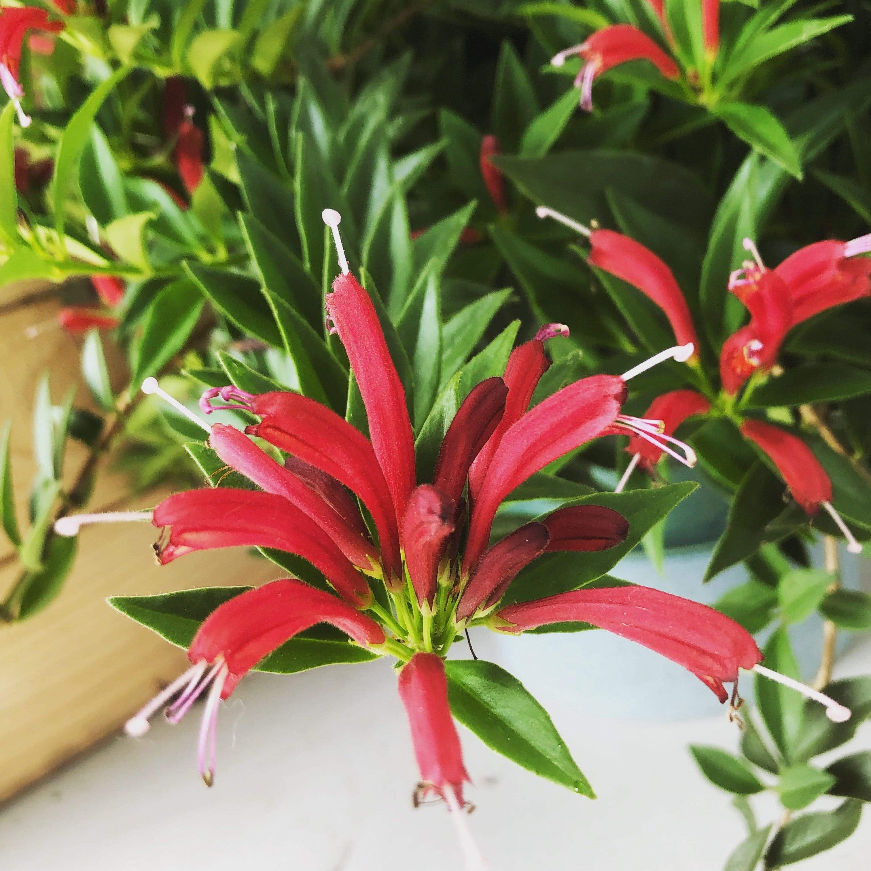 Aeschynanthus Lipstick Purple Star, 2" Plant