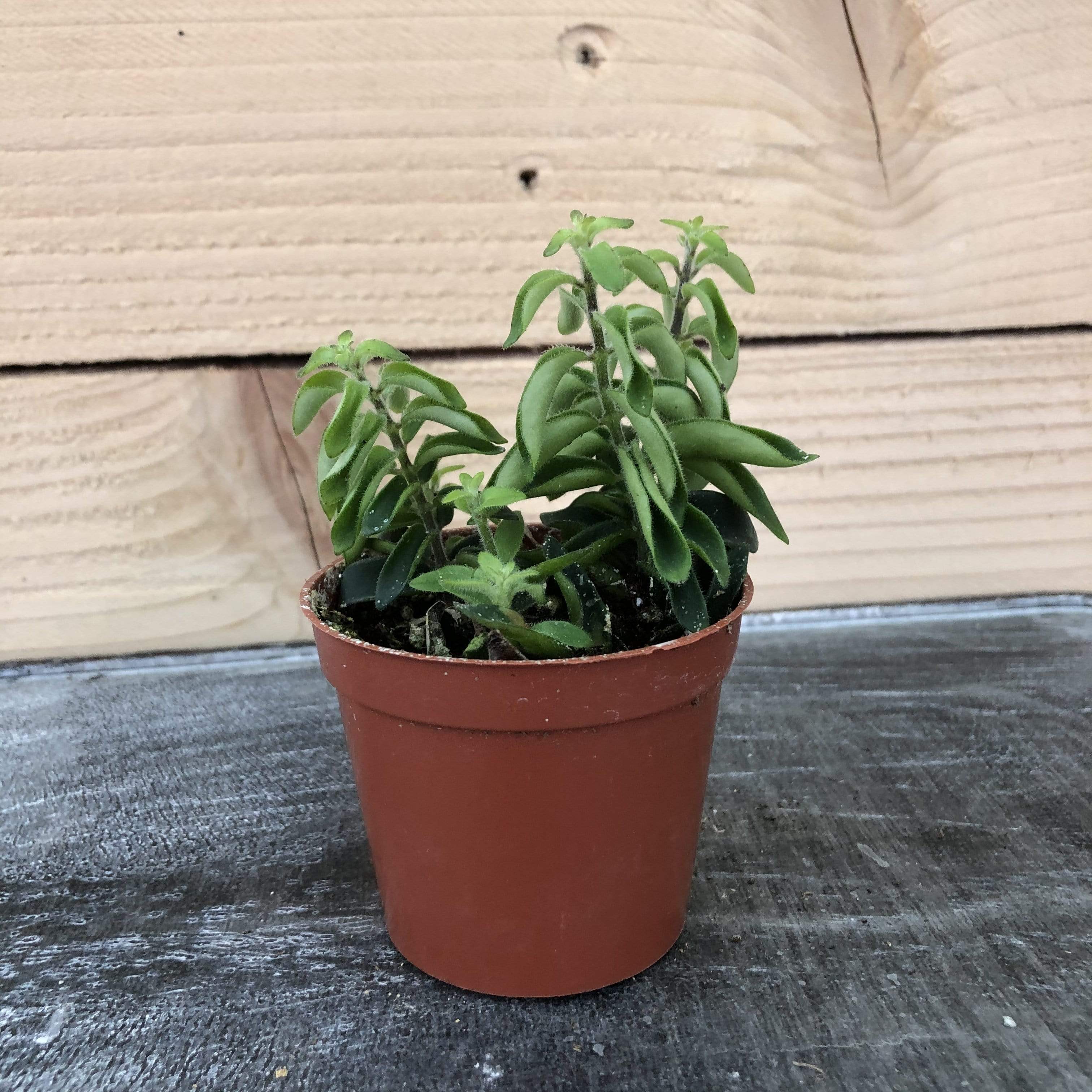 Aeschynanthus Lipstick Twister, 2" Plant