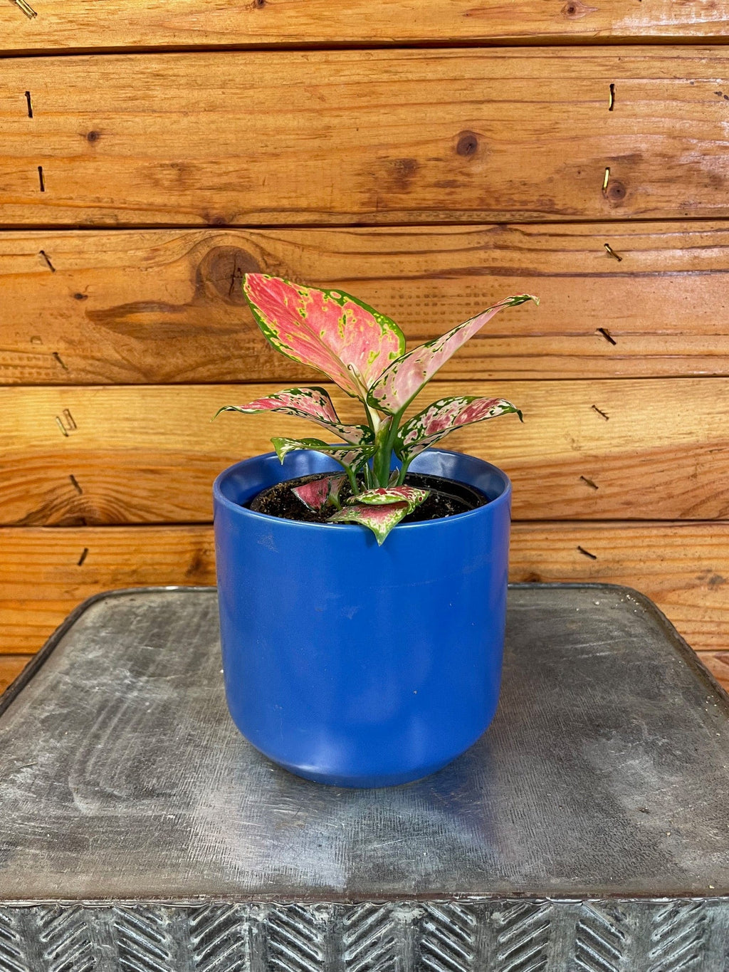 Aglaonema Diamond Red, 4” Plant