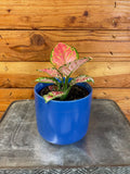 Aglaonema Diamond Red, 4” Plant