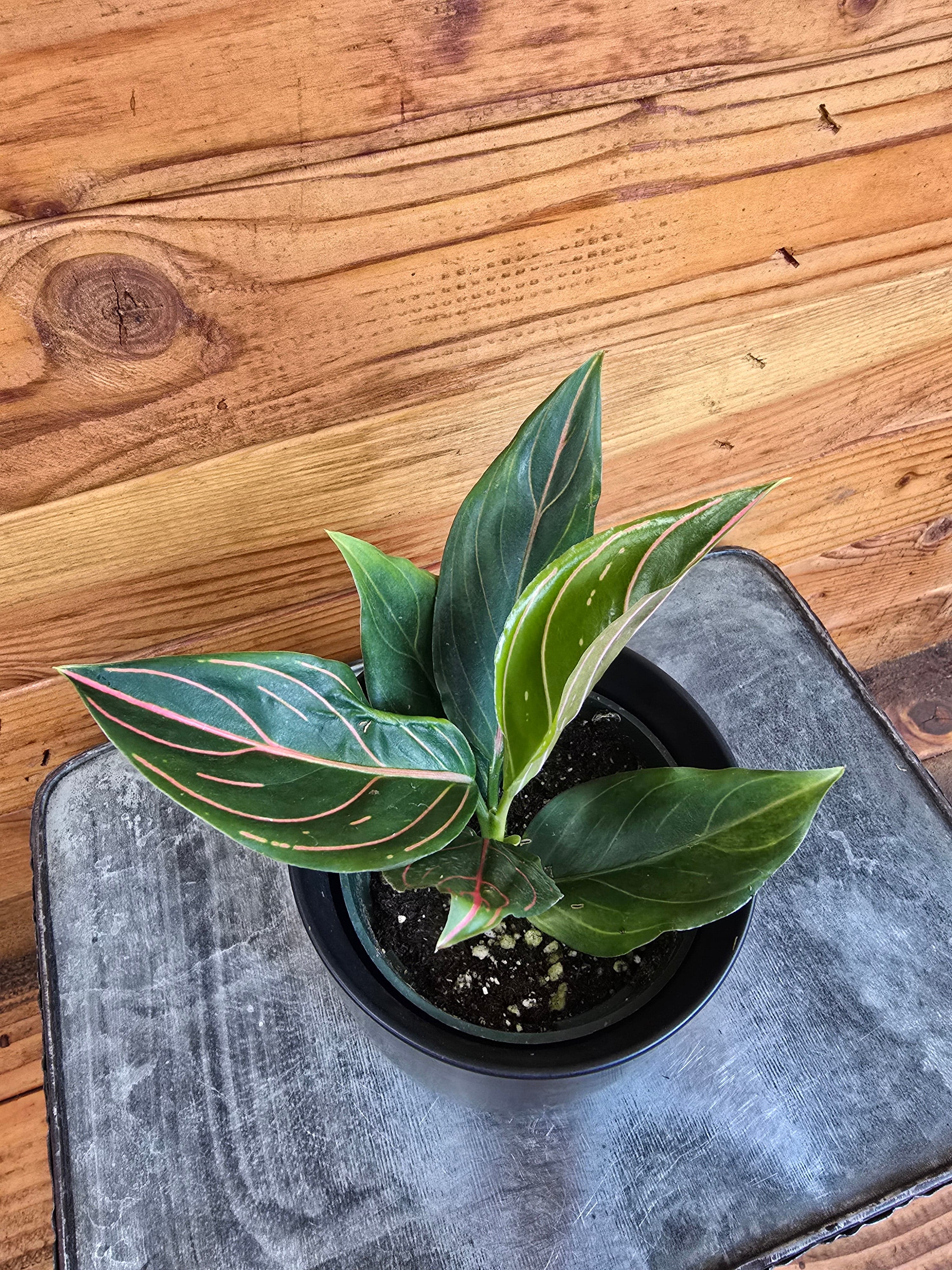 Aglaonema Red Vein, 4” Plant