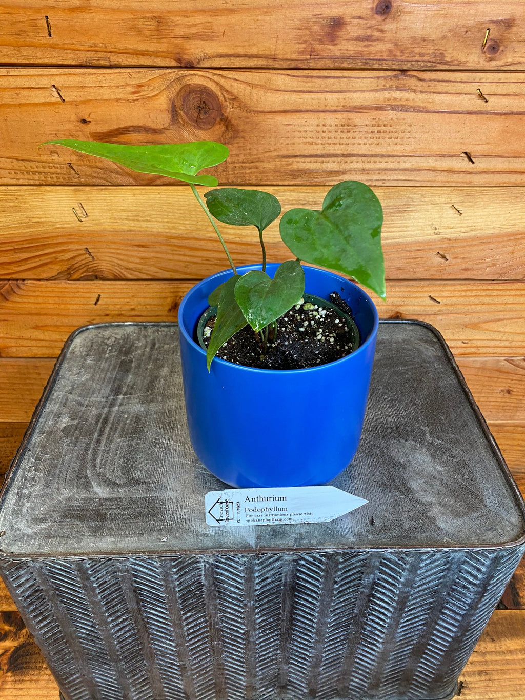 Anthurium Podophyllum, 4" Plant