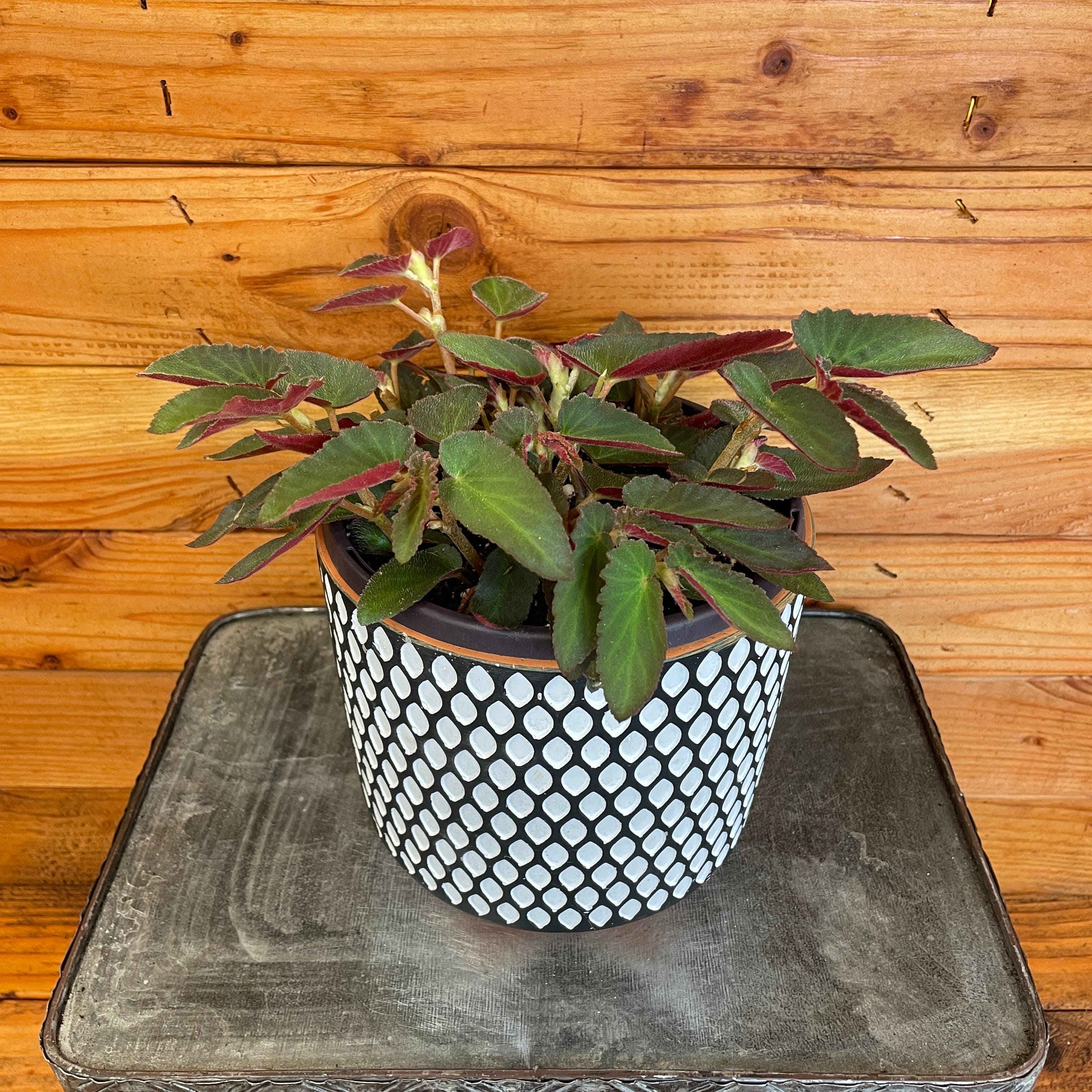 Begonia Angel Wing Brazilian Lady, 6" Plant
