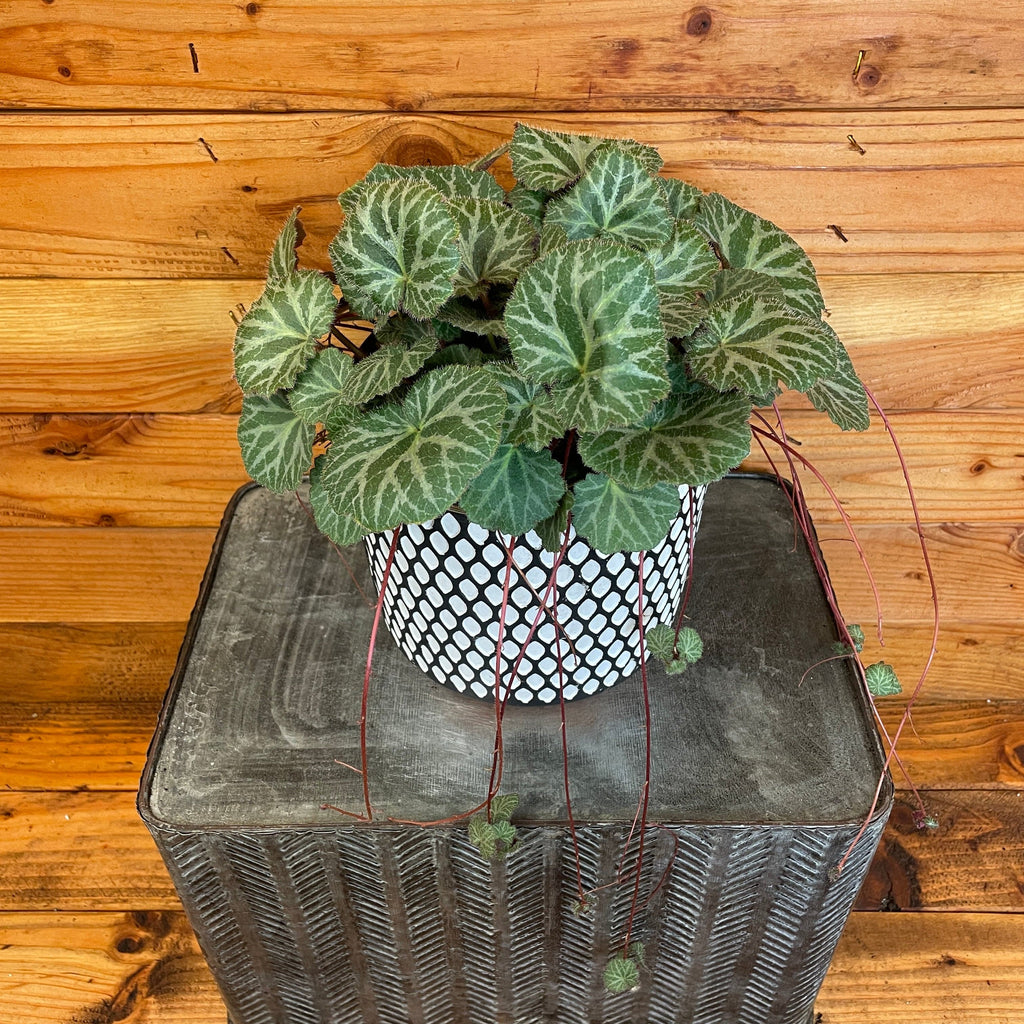 Begonia Strawberry, 6" Plant