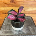 Calathea Roseopicta Rosy, 4" Plant