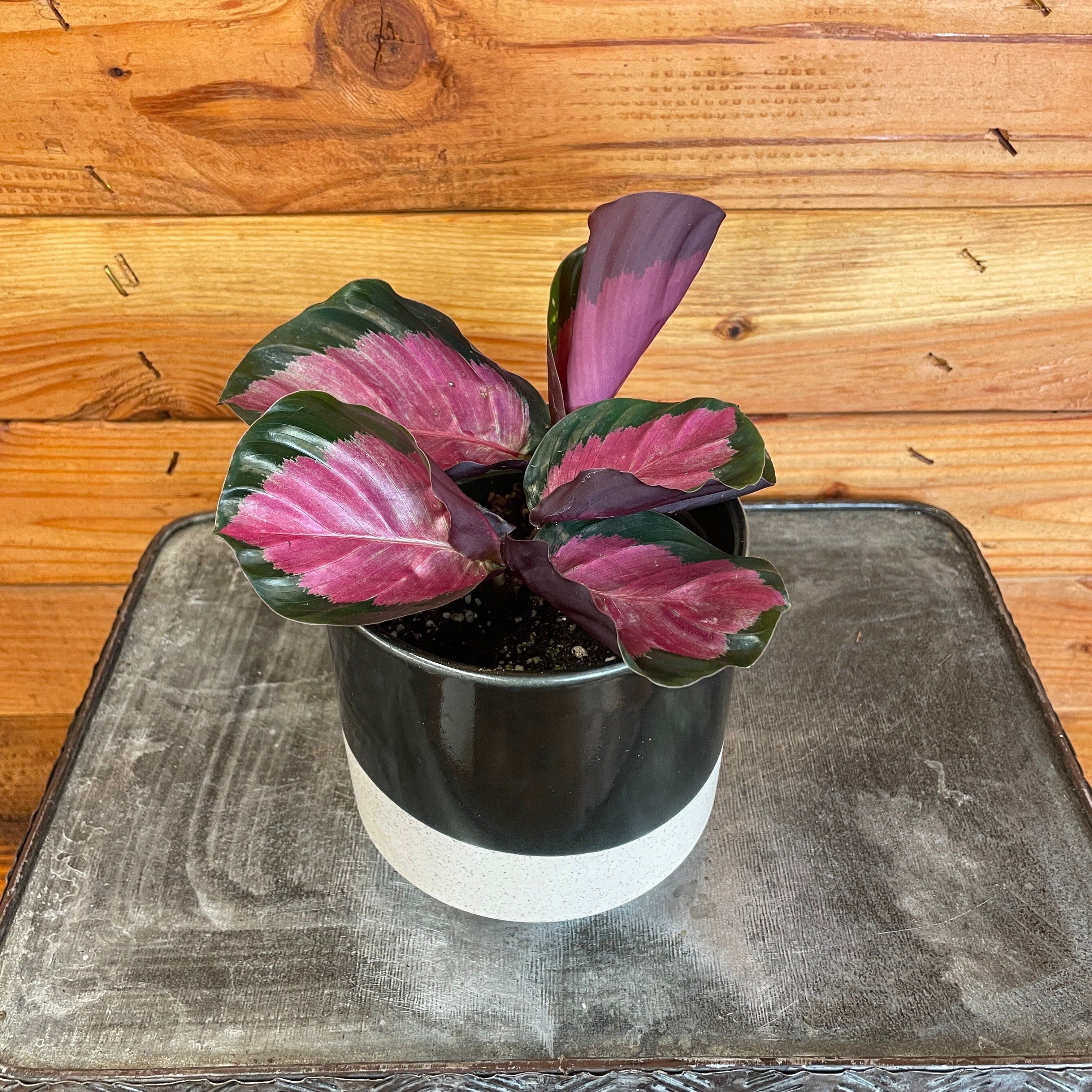 Calathea Roseopicta Rosy, 4" Plant