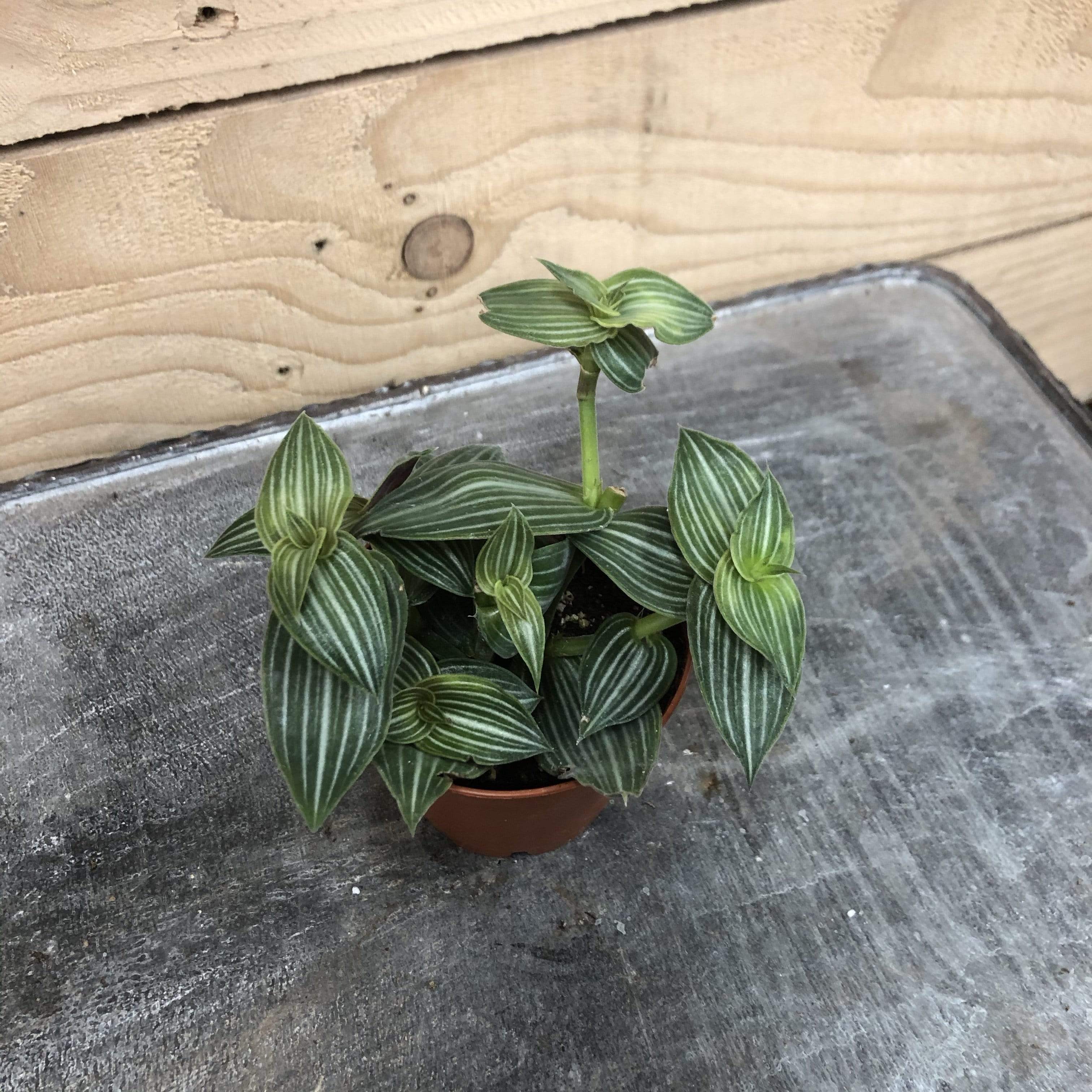 Callisia Elegans, 2" Plant