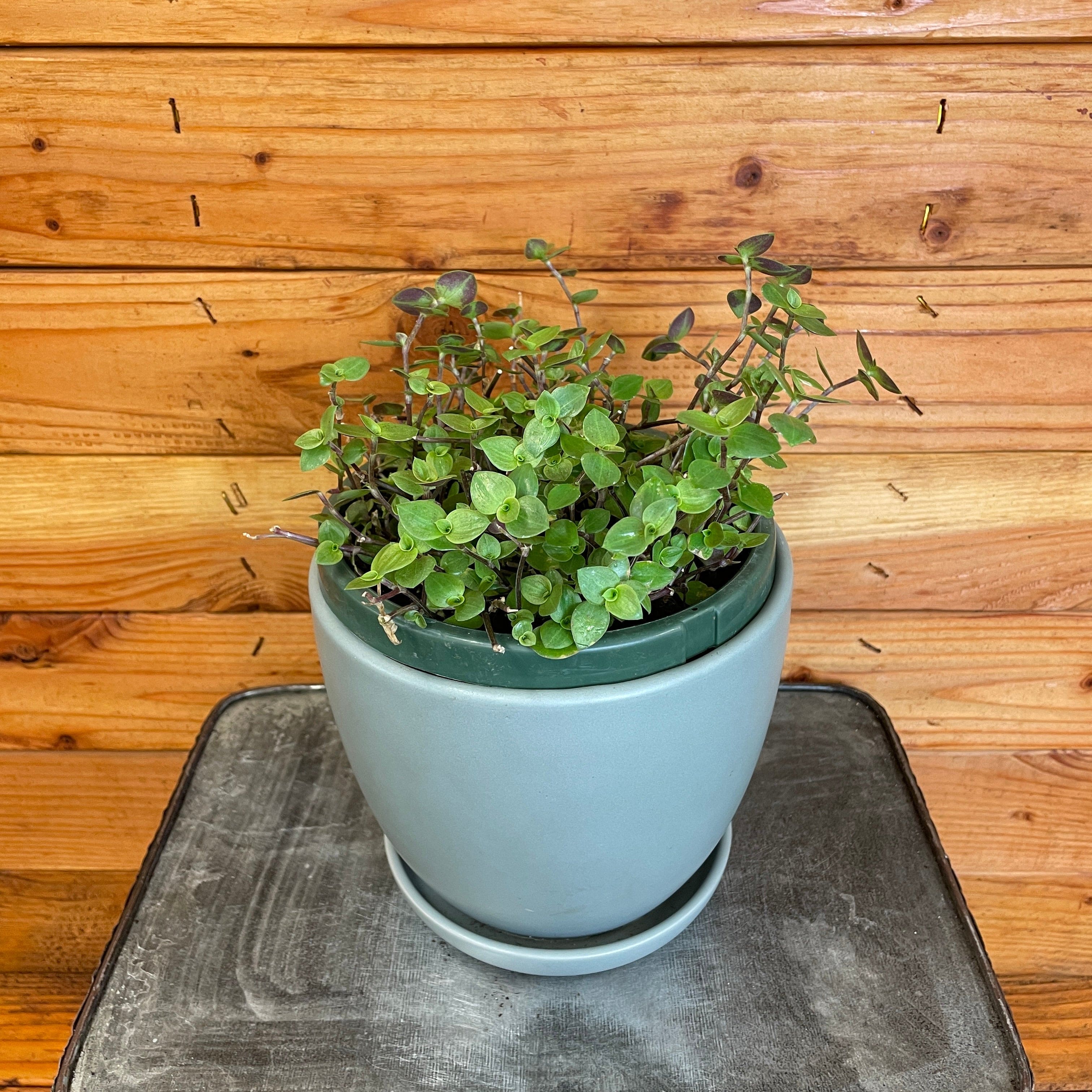 Callisia repens, 6" Plant