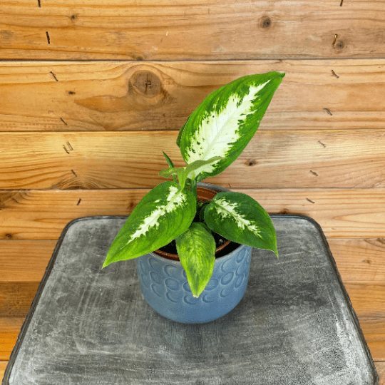 Dieffenbachia Compacta, 4" Plant