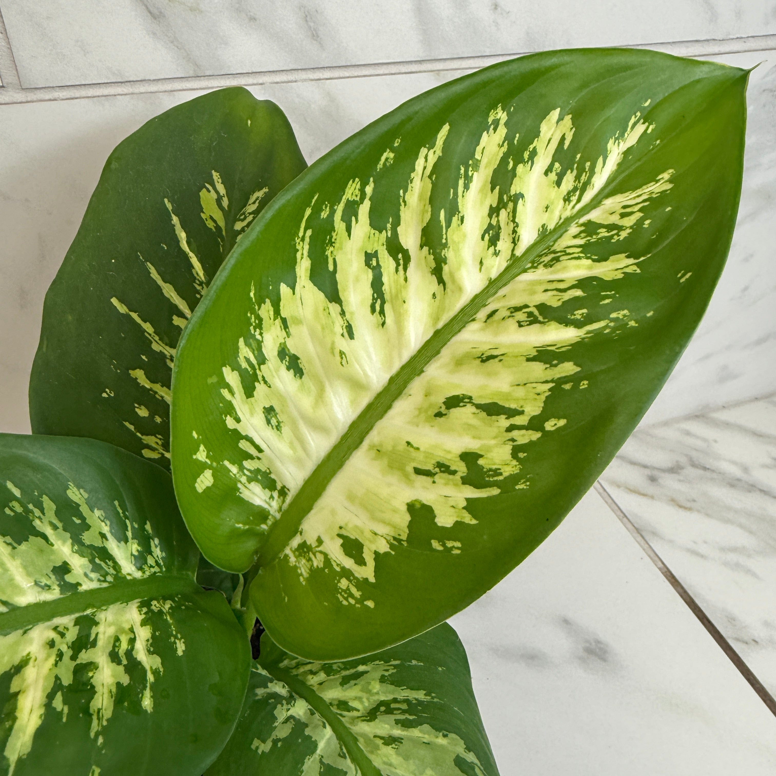 Dieffenbachia Tropic Snow, 6" Plant
