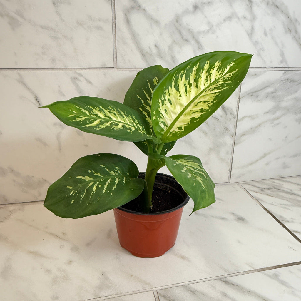 Dieffenbachia Tropic Snow, 6" Plant