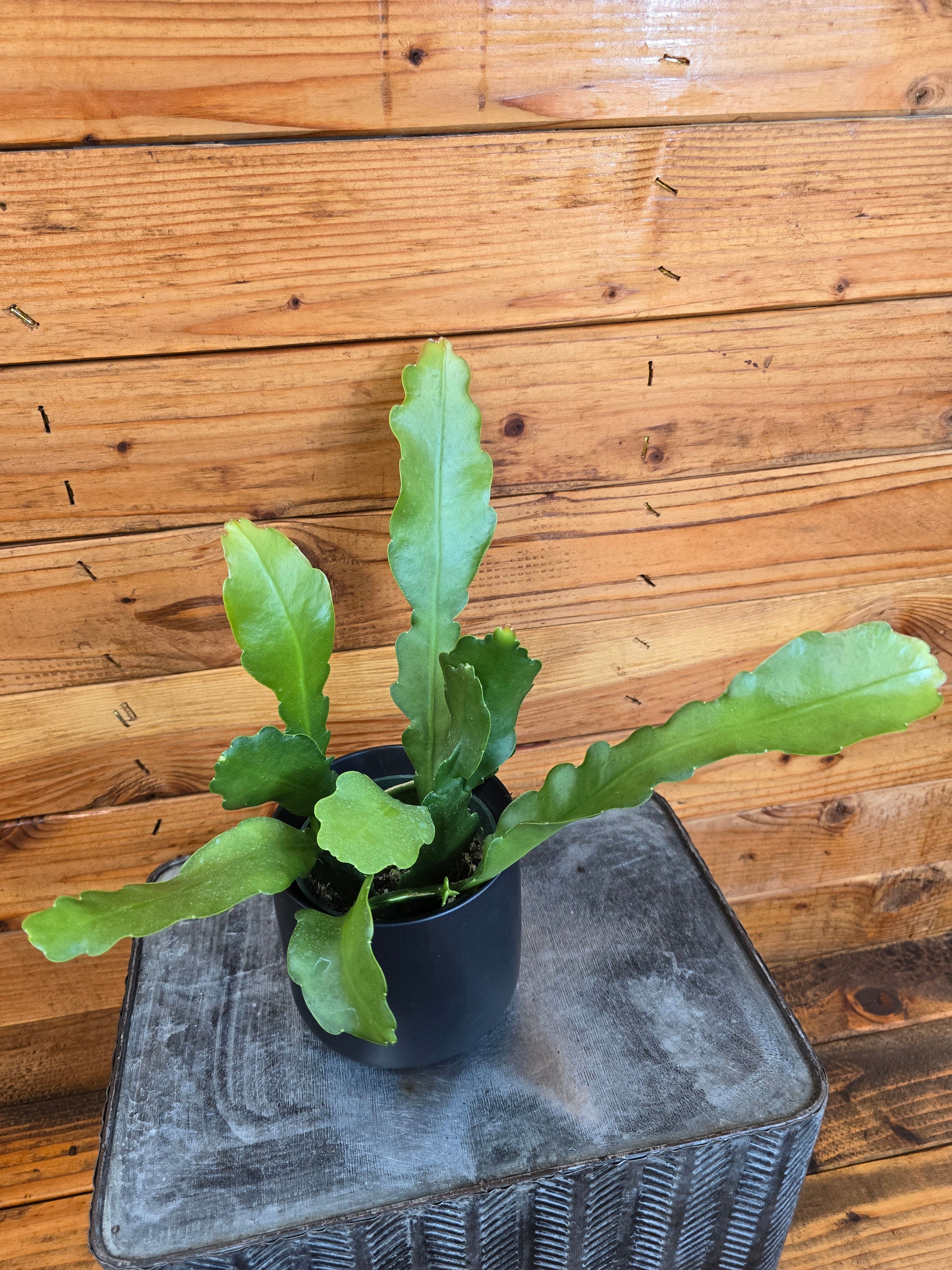 Epiphyllum Anguliger Beavertail Orchid Cactus, 4" Plant