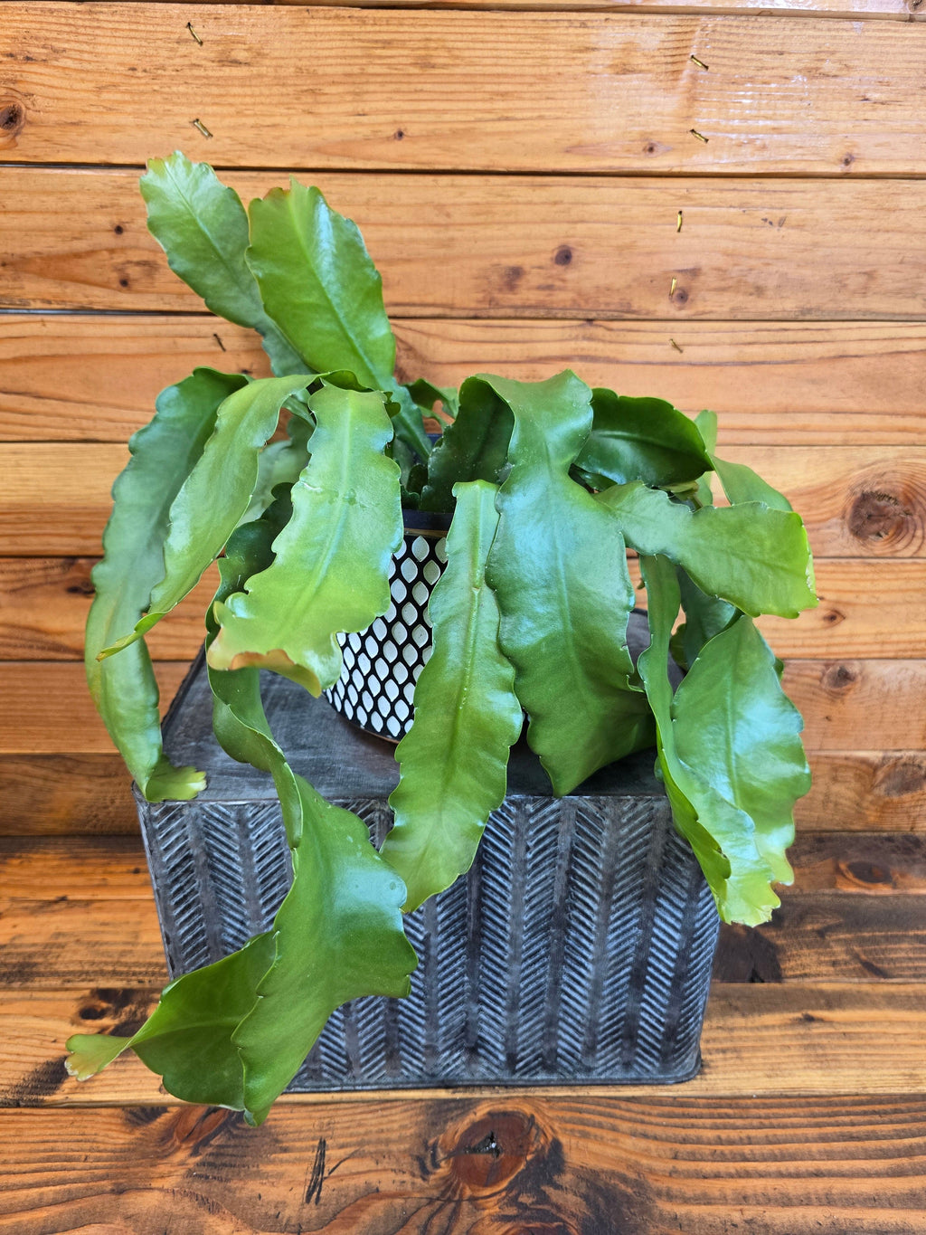 Epiphyllum Anguliger Beavertail Orchid Cactus, 6" Plant